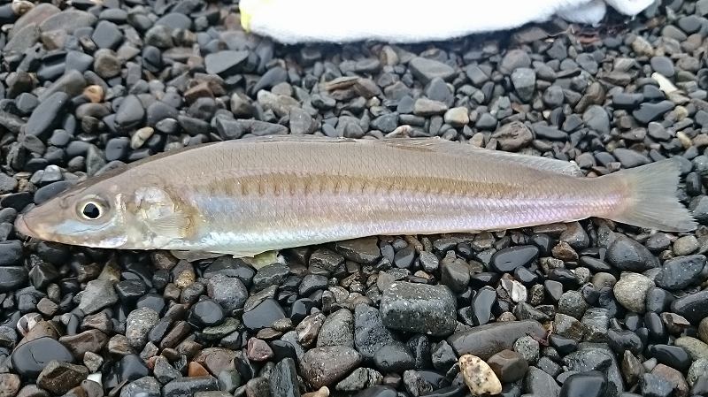 エギングロッドで釣ったキス