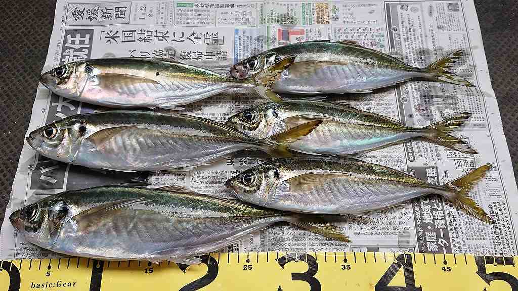 尺アジ連発で確信 アジサビキ釣り 針のサイズは 愛媛で釣りする きころパパのブログ