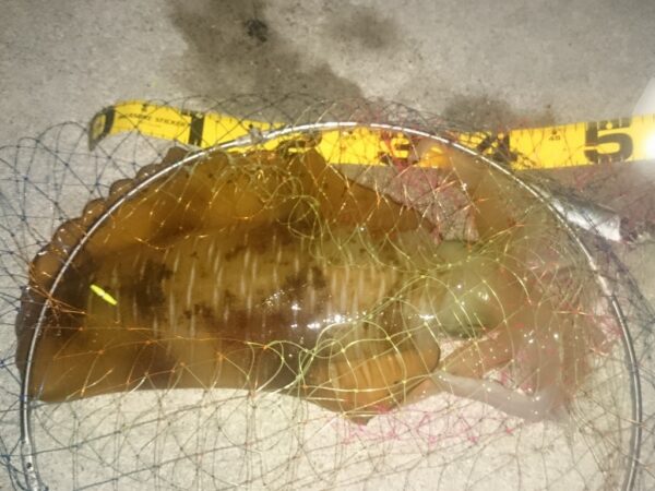 尺アジ狙いの投げサビキで ホリデーイソ4号竿を使う理由 愛媛で釣りする きころパパのブログ 尺アジ狙いの投げサビキで ホリデーイソ4号竿を使う理由 愛媛で釣りする きころパパのブログ