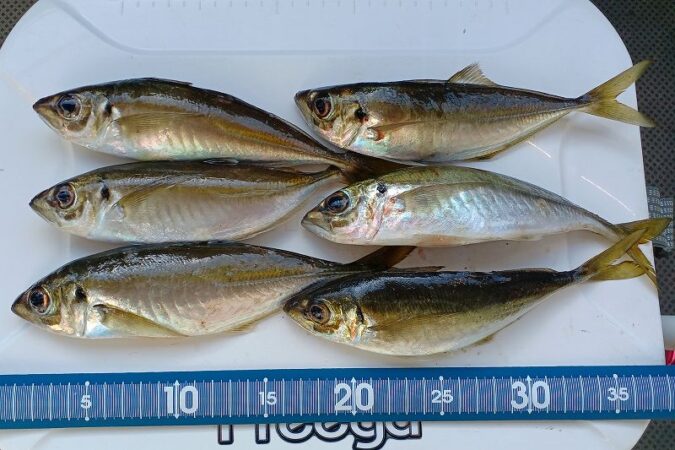 中予でサビキ釣り