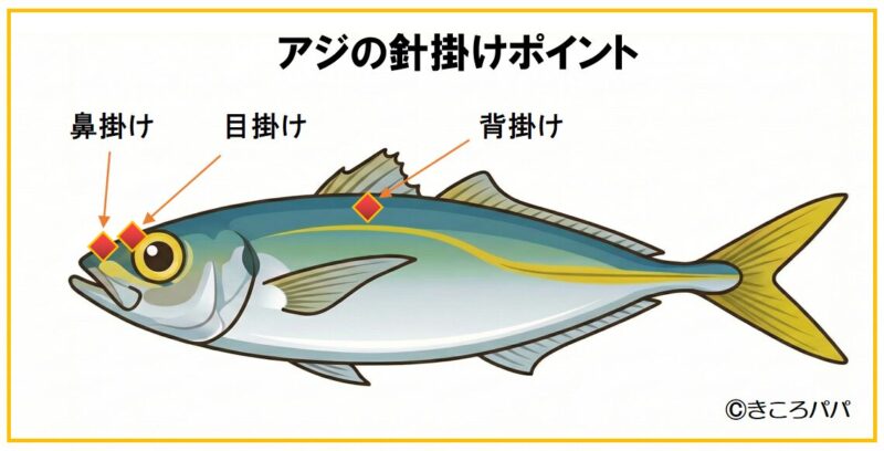 アジの泳がせ釣り　針の付け方