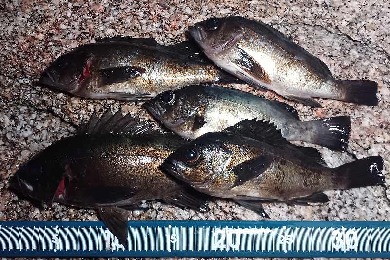 フロートメバリングの結果