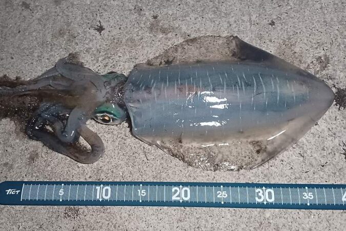 アジの泳がせでアオリイカ