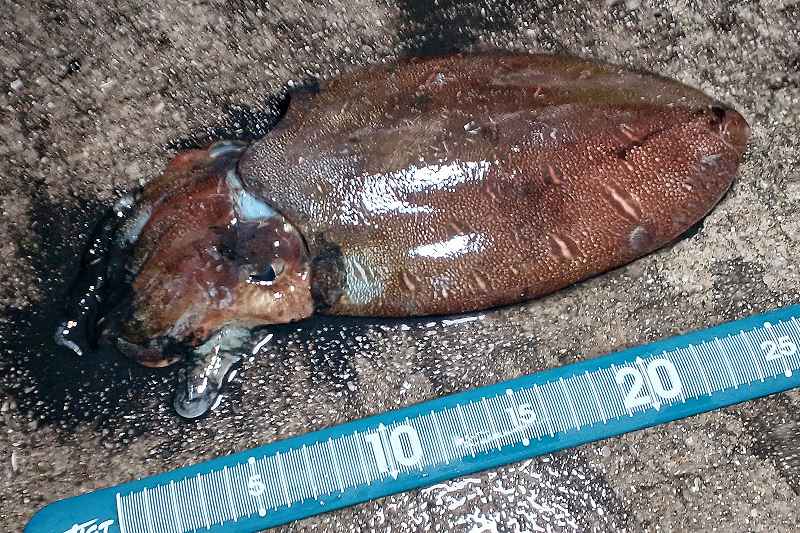 アジの泳がせ釣りでコウイカ