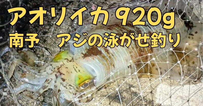 アオリイカのアイキャッチ画像