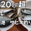 アジ20㎝超