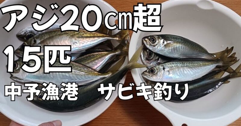 アジ20㎝超