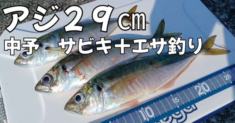 中予アジ２９cm