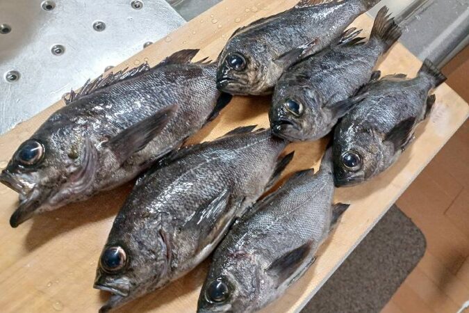メバリングの釣果