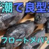 フロートメバリング釣果