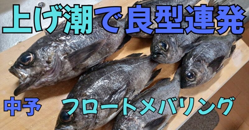 フロートメバリング釣果
