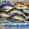 IC画像