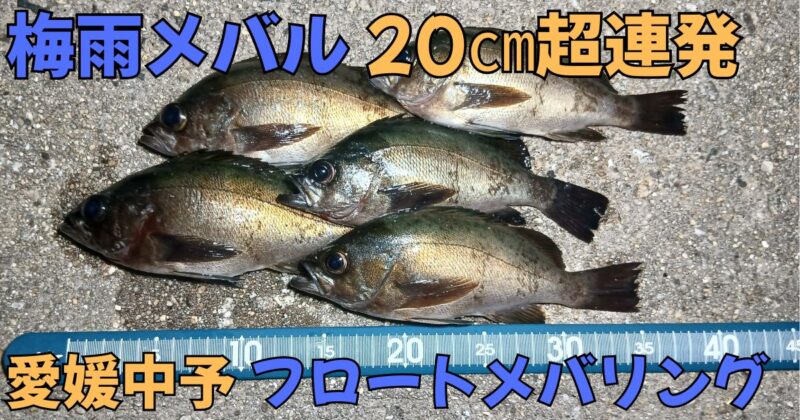 IC画像